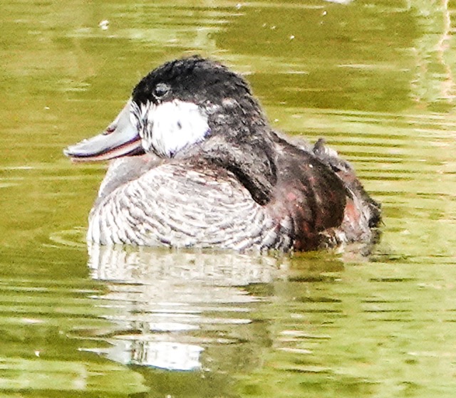 Ruddy Duck male-75.jpg