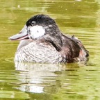 Ruddy Duck male-75.jpg