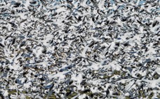 Flyoff Snow Geese