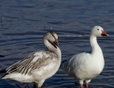 Snow Geese Juvenile & adult -01001