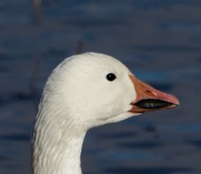 Snow Goose's smile-01015