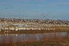 Snow Geese flying-01257