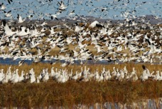 Snow Geese flying-01261