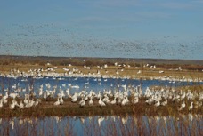 Snow Geese flying-01275
