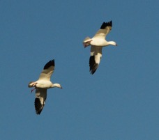 Snow Geese flying-01169