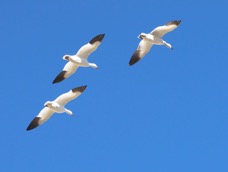 Snow Geese in the air-2