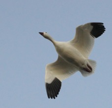 Snow Goose in flight-01662