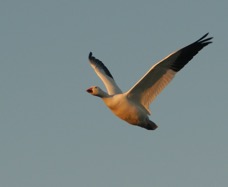 Snow Goose in flight-01794