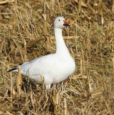 Snow Goose in the field-00411