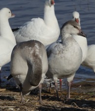 Snow Goose juveniles-01021