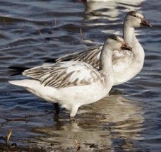 Snow Goose juveniles-01037