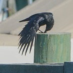 Fish Crow-00925