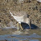 Long-billed Dowitcher-00612