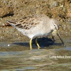 Long-billed Dowitcher-00569