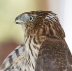 Cooper's Hawk male-00766