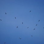 Hawks at Cape May-00829