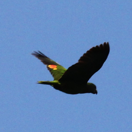 Red-necked  Parrot 5334