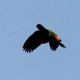 Red-necked  Parrot 5303