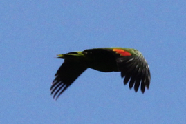 Red-necked  Parrot 5333
