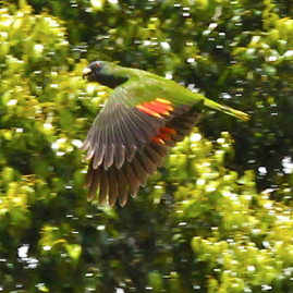 Red-necked  Parrot 5338