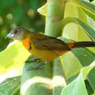 Tanager Cherries female 7110 192