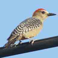 Woodpecker Red-crowned 4581 192