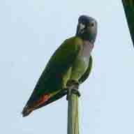 Parrot Blue-headed 6250 192