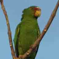 Parrot White-fronted 6653 192