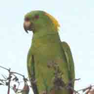 Parrot Yellow-naped  6714 192