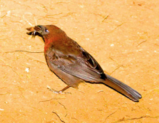 Ant-tanager Red-throated male 8798