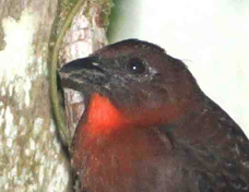 Ant-tanager Red-throated 8793