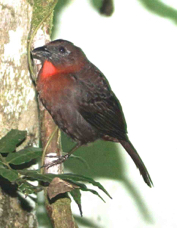 Ant-tanager Red-throated male 8792