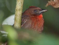 Ant-tanager Red-throated 7964