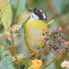 Bush-Tanager Sooty-capped 1605