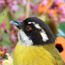 Bush-Tanager Sooty-capped 1611