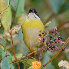 Bush-Tanager Sooty-capped 1602