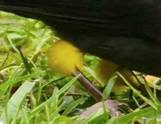 Finch Yellow-thighed 2210
