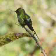 Hummingbird Green Thorntail 8064 192 
