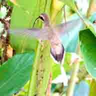 Hummingbird Long-billed Hermit 192