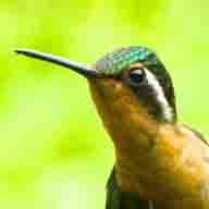 Hummingbird Purple-throated Mountain Gem female 2067  2 192