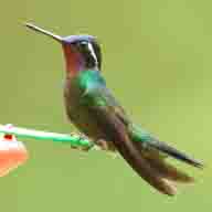 Hummingbird Purple-throated Mountain Gem male 2204 192