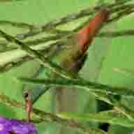 Hummingbird Rufous-tailed 7643 192