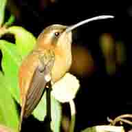 Hummingbird Strip-throated Hermit 4348 192