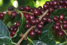 Coffee Plantation beans 6753