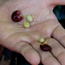Coffee Plantation double & single beans 6755
