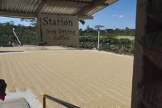 Coffee Plantation sun drying beans 6786