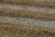 Coffee Plantation sun drying beans 6789