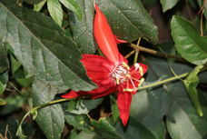 Coffee Plantation flower 6752