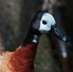 White-faced Whistling Duck-448