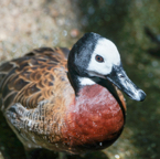 White-faced Whistling Duck-454